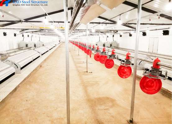 Quick Fitting Automatic Feeding And Drinking System For Broiler Chicken Shed