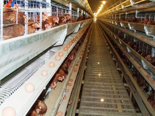 5 Tiers 6 Tiers Poultry Layer Cage H Type Animal Feeding Chicken Metal Cage