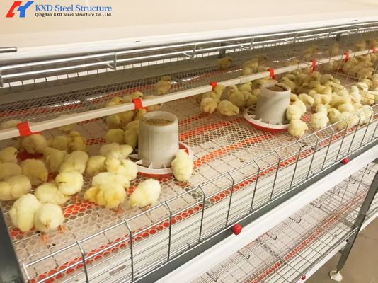 Automatic Broiler Poultry Farming Equipment Galvanized H Type Battery Chicken Cages