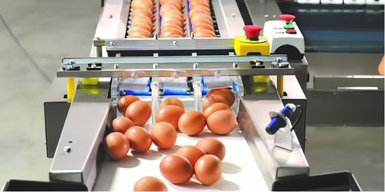 Industrial Chicken Egg Washing Machine Automatische Chicken Egg Verwerkingslijn