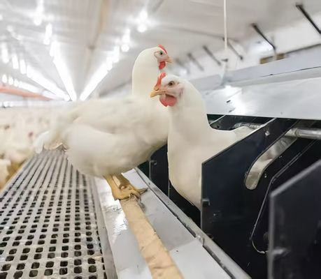 Pull Out Slat Chicken Layer Cages Automatic Harvesting Broiler Battery Cages For Laying Hens