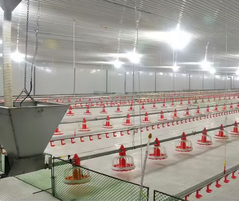 Steel Poultry Farm Automatic Feeding System For Broilers And Layers